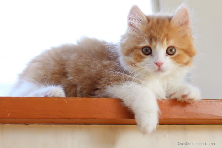 スコティッシュストレート【・男の子・2020年1月11日・レッドタビー&amp;ホワイト】