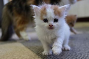 スコティッシュフォールド(立ち耳)【福岡県・男の子・2021年11月12日・レッド&ホワイト（セミロング）】の写真「わんぱくな男の子」