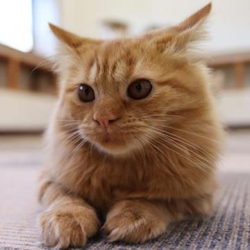 スコティッシュフォールド(立ち耳)【福岡県・男の子・2022年4月22日・レッドタビー（セミロング）】の写真「賢い元気な甘えん坊」