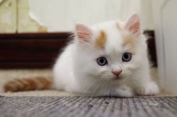 スコティッシュフォールド(立ち耳)【福岡県・男の子・2021年9月2日・レッド&ホワイト（セミロング）】の写真「キレイな瞳　わんぱくっ子　」