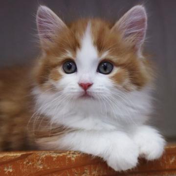 スコティッシュフォールド(立ち耳)【福岡県・男の子・2022年4月22日・レッドタビー&ホワイト（セミロング）】の写真「元気な男の子」