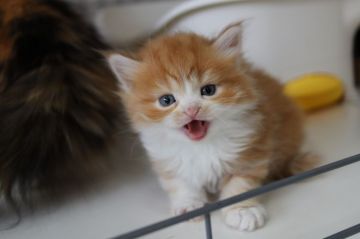 スコティッシュフォールド(立ち耳)【福岡県・男の子・2021年2月27日・レッドタビー&ホワイト（セミロング）】の写真「キレイな顔立ち」