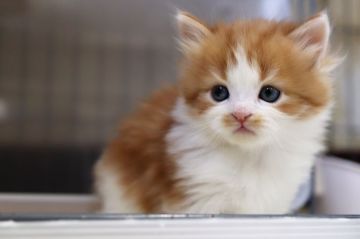 スコティッシュフォールド(立ち耳)【福岡県・男の子・2022年2月2日・レッドタビー&ホワイト（レッドタビー＆ホワイト）】の写真「元気な男の子」