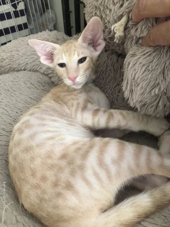 ID：2011-00061の子猫