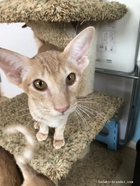 Y.Ｉ 様のお迎えした子猫