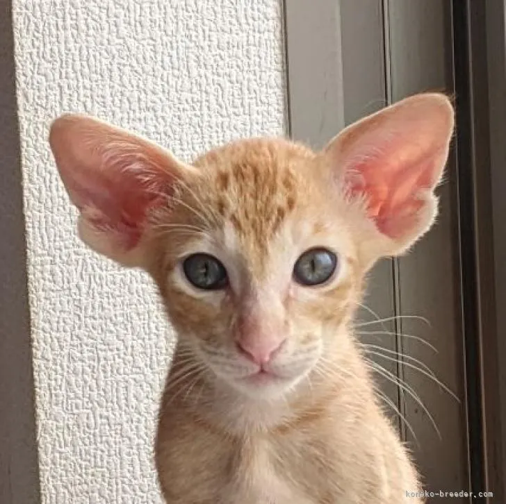 ID:2207-02237の子猫