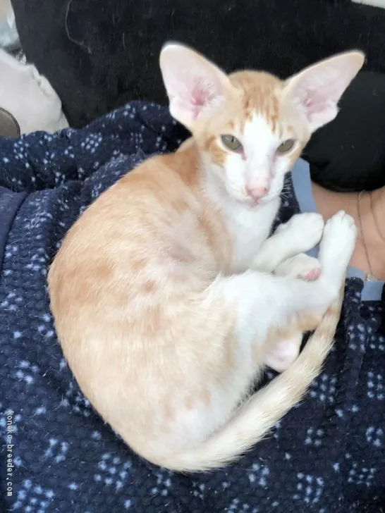ID：2011-00063の子猫