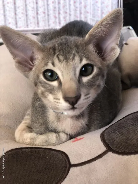 ID:2001-01179の子猫