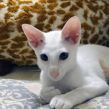 オリエンタルショートヘア【埼玉県・男の子・2018年4月8日・レッドポイント】の写真「濃いブルーの目が魅力的な甘えん坊の男の子です。」