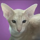 オリエンタルショートヘア【埼玉県・男の子・2022年9月19日・クリーム スポッテッド タビー】の写真1「スタンダードに定める素晴らしいヘッドタイプです。」