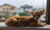 オリエンタルショートヘア【埼玉県・男の子・2022年4月24日・レッド スポッテッド タビー】の写真4