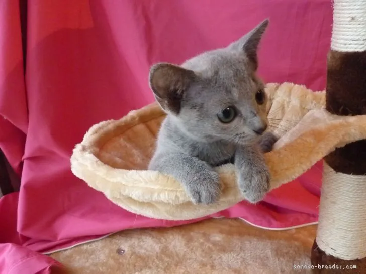 ID:1808-01373の子猫