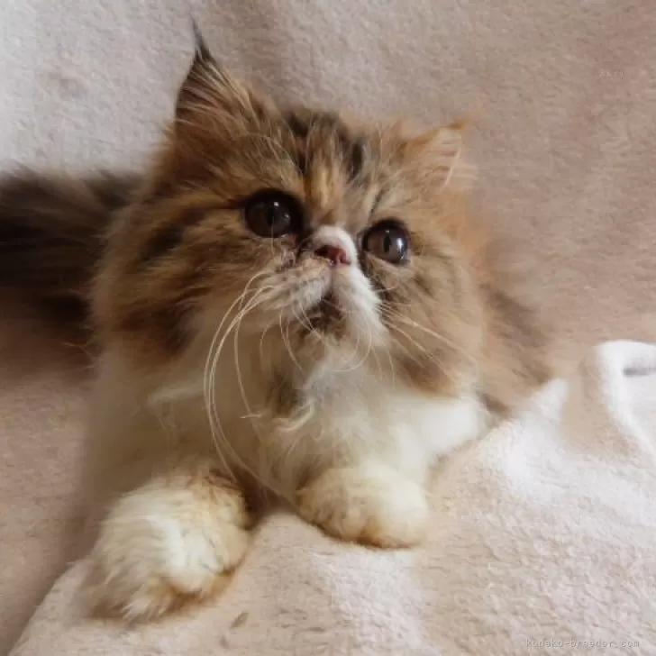 ID：2410-00615の子猫