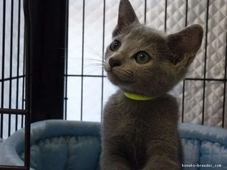 ID：1807-01191の子猫