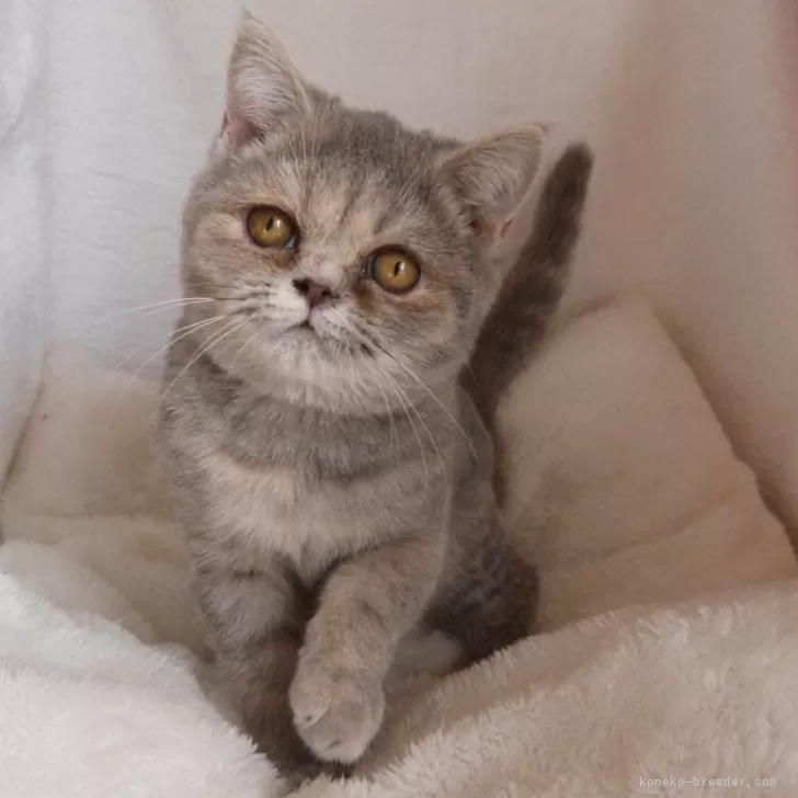 ID：2401-00806の子猫