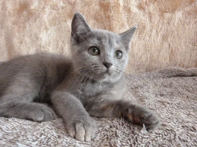 シィシ 様のお迎えした子猫