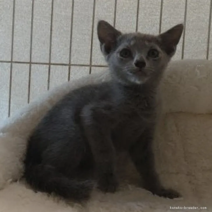 ID：2309-00234の子猫