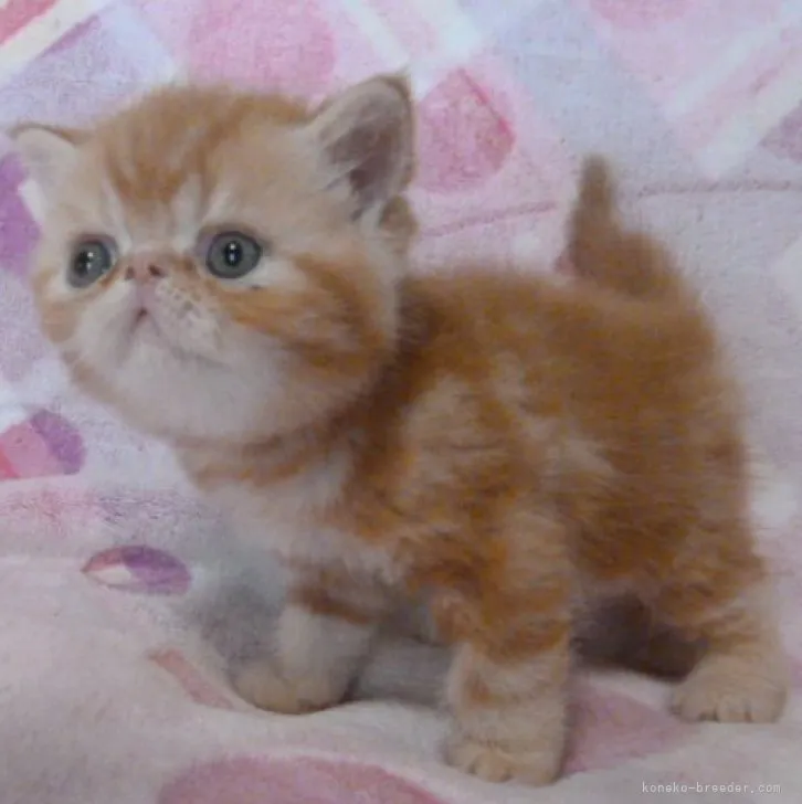 ID：2306-01361の子猫