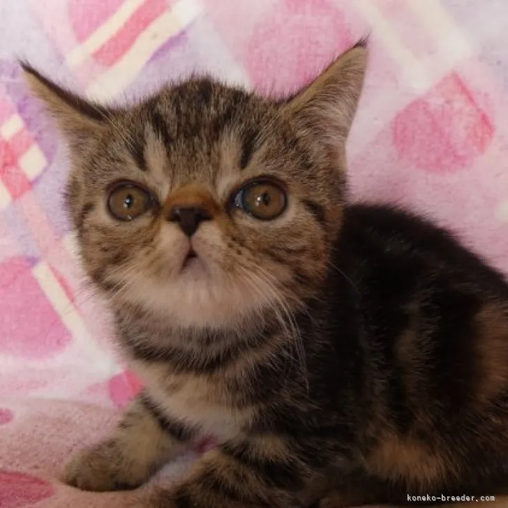 ID：2310-00597の子猫