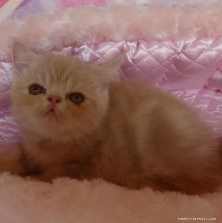 EY 様のお迎えした子猫