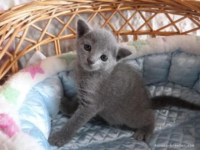 ID:2107-00185の子猫