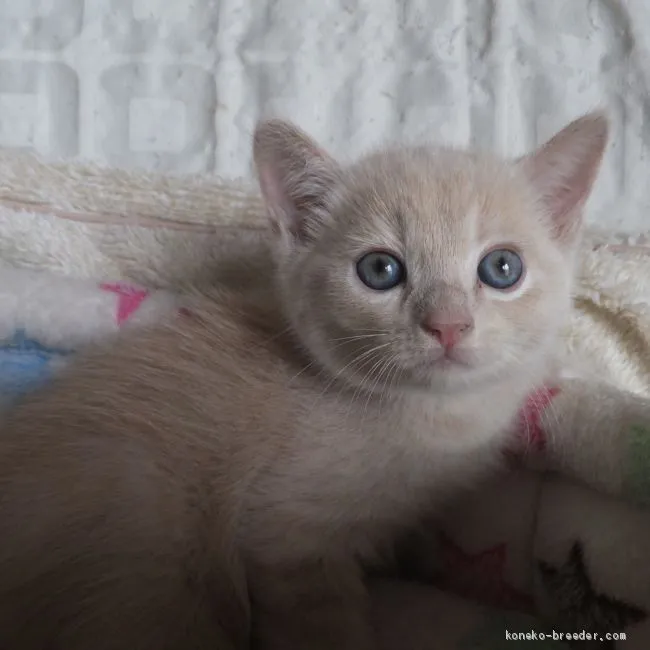 ID:2008-00625の子猫