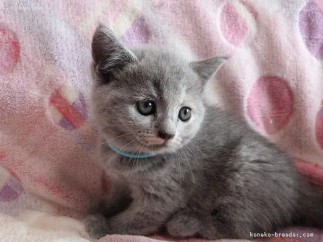ID:2107-00238の子猫
