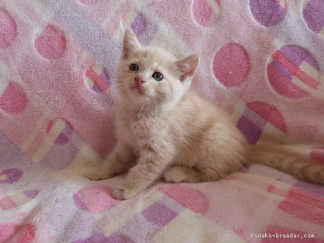 ID:2107-00239の子猫