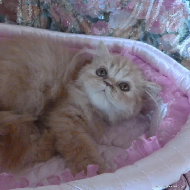 ID:2206-03000の子猫