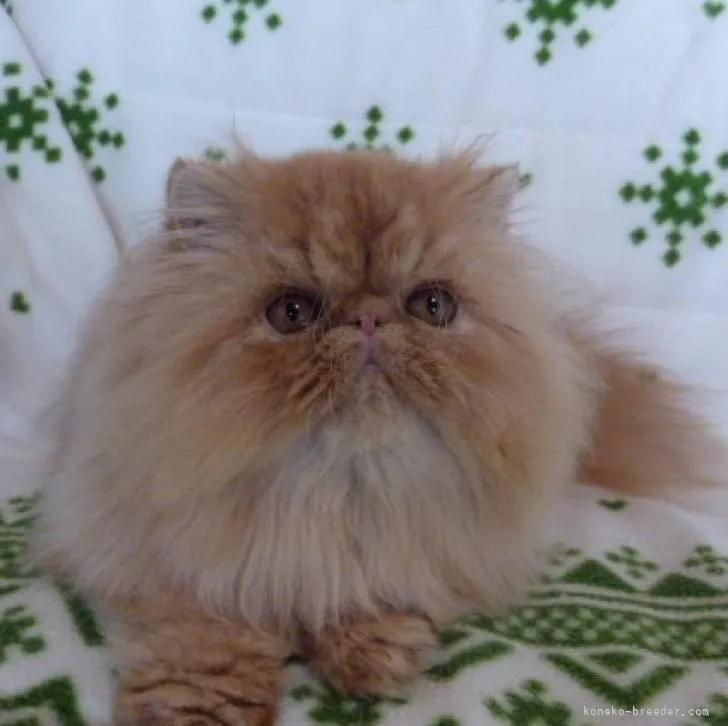 よっすぃ 様のお迎えした子猫