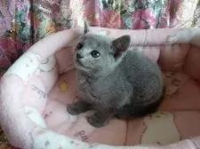 ロシアンブルー【高知県・男の子・2019年2月6日・ブルー(短毛)】の写真1「4/6撮影」