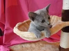 ロシアンブルー【高知県・女の子・2018年6月10日・淡いブルー】の写真1「9月30日撮影」