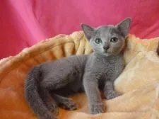 ロシアンブルー【高知県・女の子・2018年6月10日・淡いブルー】の写真2「9月30日撮影」