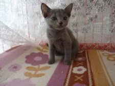 ロシアンブルー【高知県・女の子・2018年6月10日・淡いブルー】の写真4「9月2日　撮影」