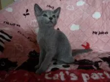 ロシアンブルー【高知県・男の子・2018年5月5日・ブルー】の写真5「7月29日撮影」