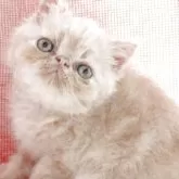 エキゾチックショートヘア