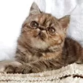 エキゾチックショートヘア