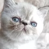 エキゾチックショートヘア