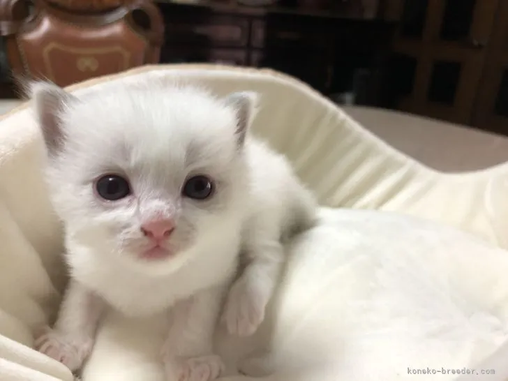 タマ 様のお迎えした子猫