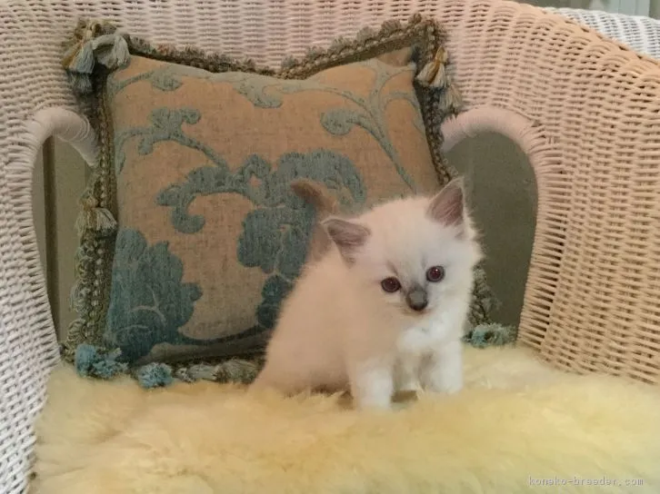 ID：1610-00430の子猫
