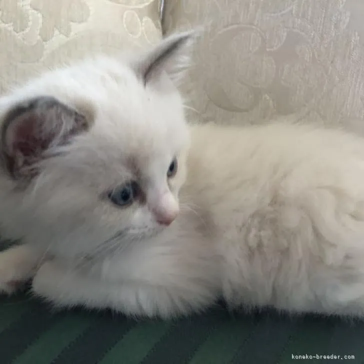 ID:2208-03218の子猫