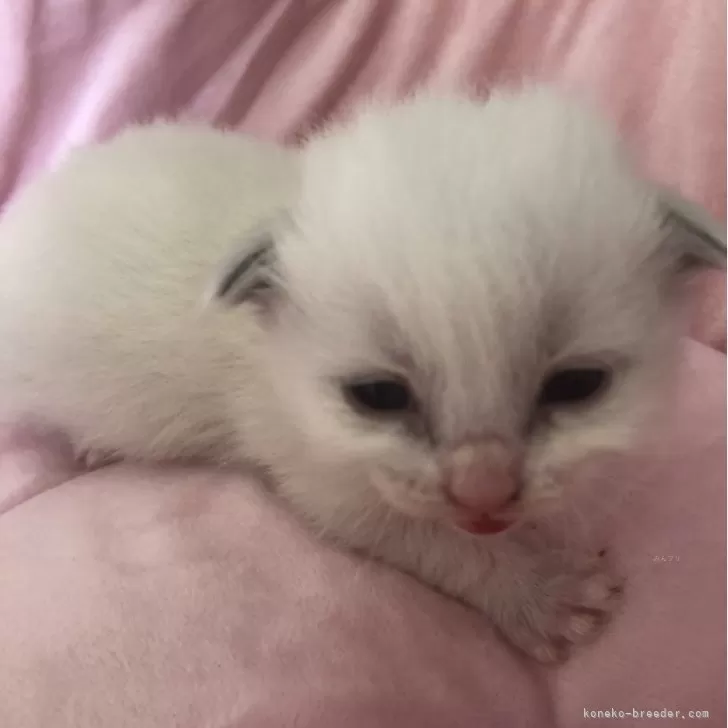 K.K 様のお迎えした子猫