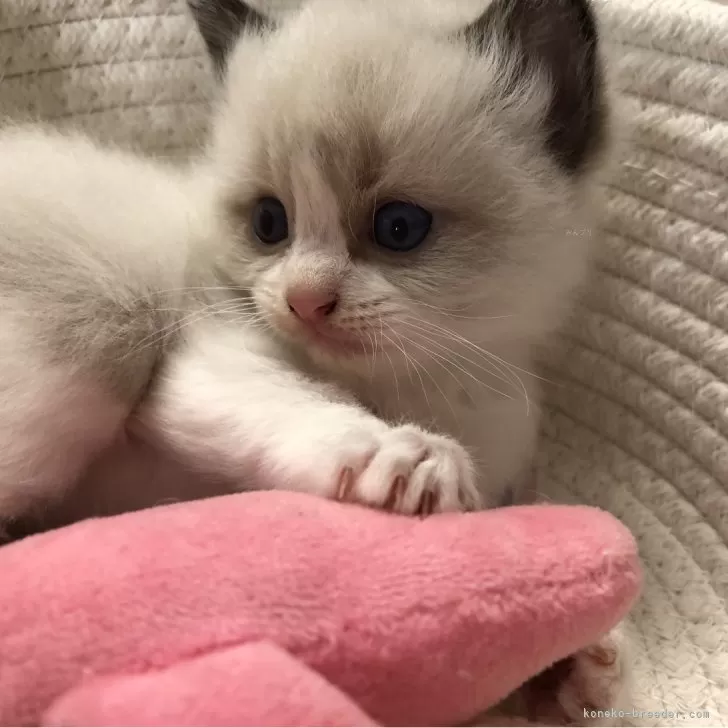 ID：2410-03060の子猫