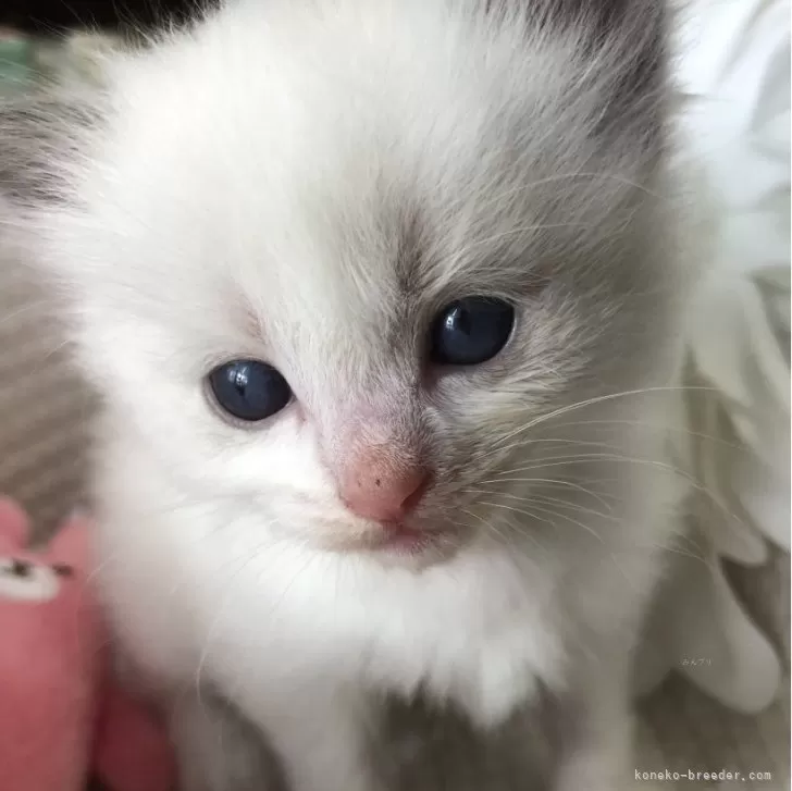 M.S 様のお迎えした子猫