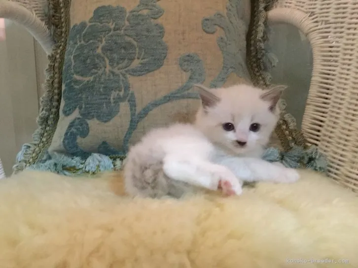 ID：1610-00432の子猫