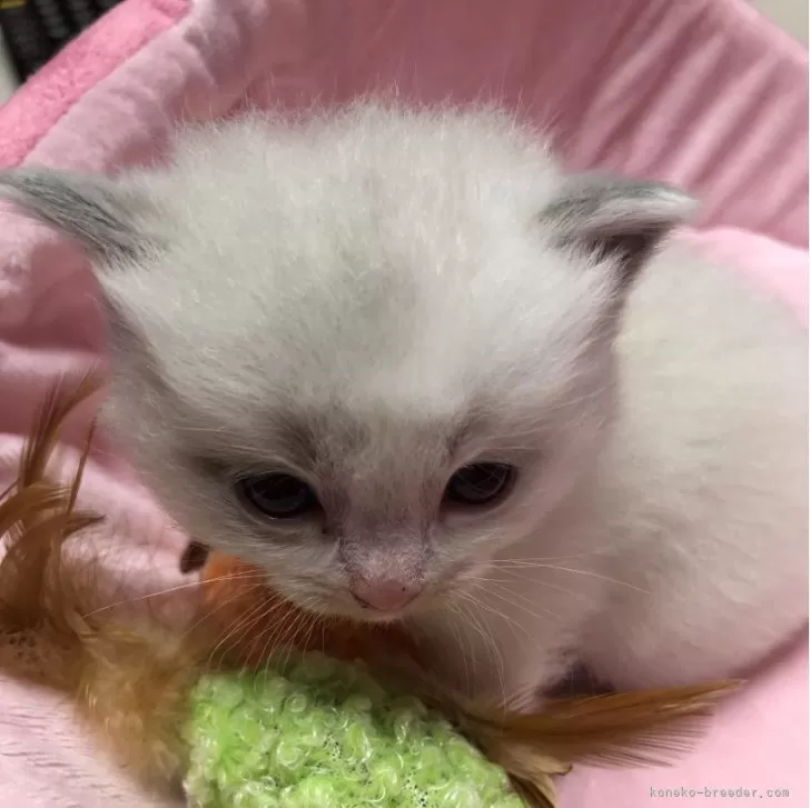 ID:2312-02041の子猫
