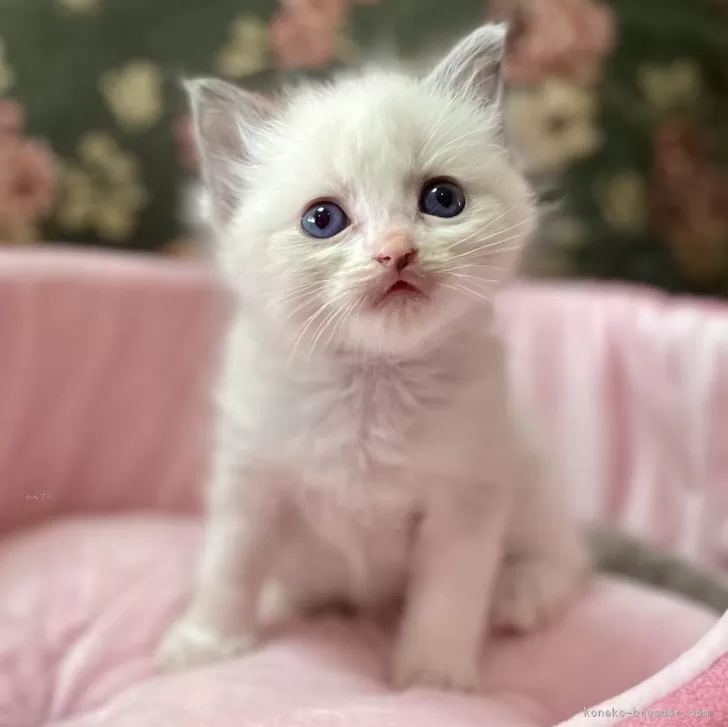 ID：2312-01971の子猫