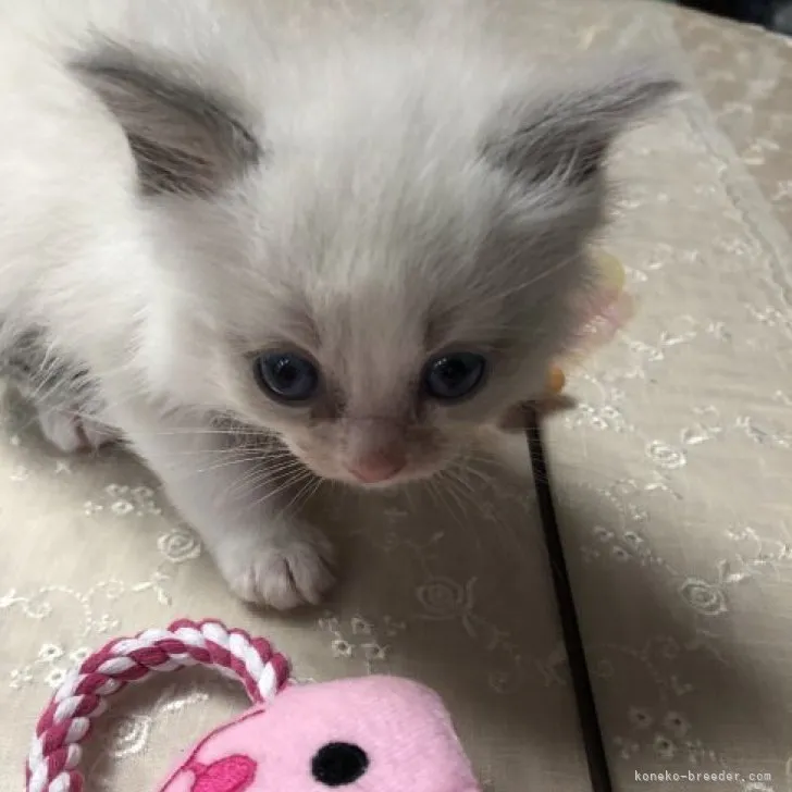 ID：2303-01818の子猫