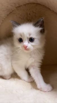 ラグドール【福岡県・男の子・2022年4月3日・ブルーポイントバイカラー（長毛）】の写真「甘えん坊でバランスのとれたバイカラーです」