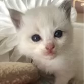 ラグドール【福岡県・女の子・2024年10月2日・ブルーポイントバイカラー】の写真3